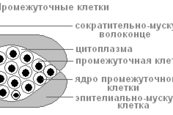 Kraken darknet tor vtor run