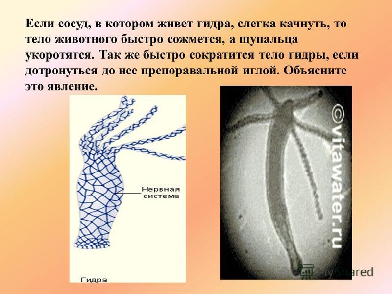 Кракен даркен